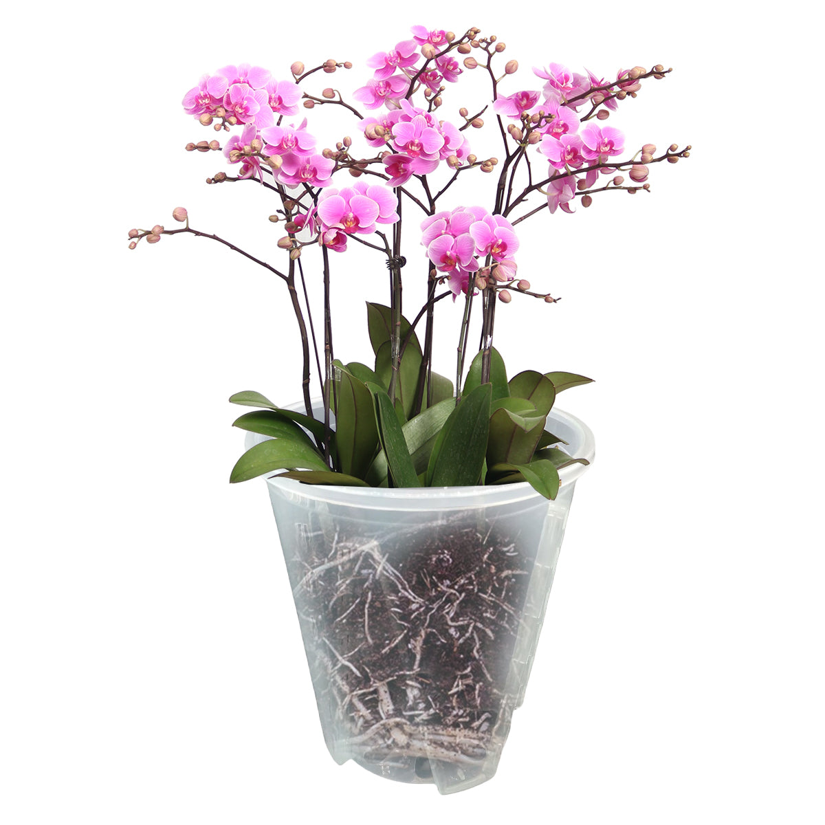 10x Clear Plastic Orchid Pots with Holes for Phalaenopsis