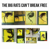 Mouse Glue Trap Board Rat Mice Catcher Pad Odorless Sticky Non-Toxic